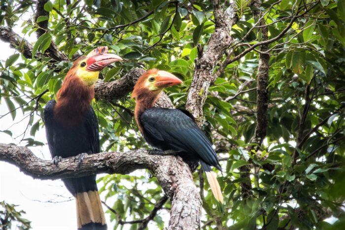Шиаргао – Бохол – Ел Нидо